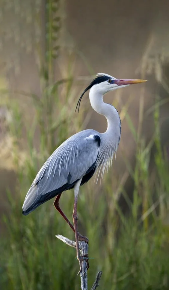 Hình nền con Cò cho điện thoại