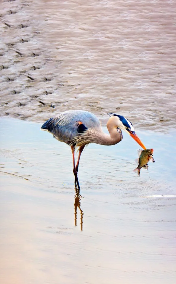 Hình nền con Cò cho điện thoại