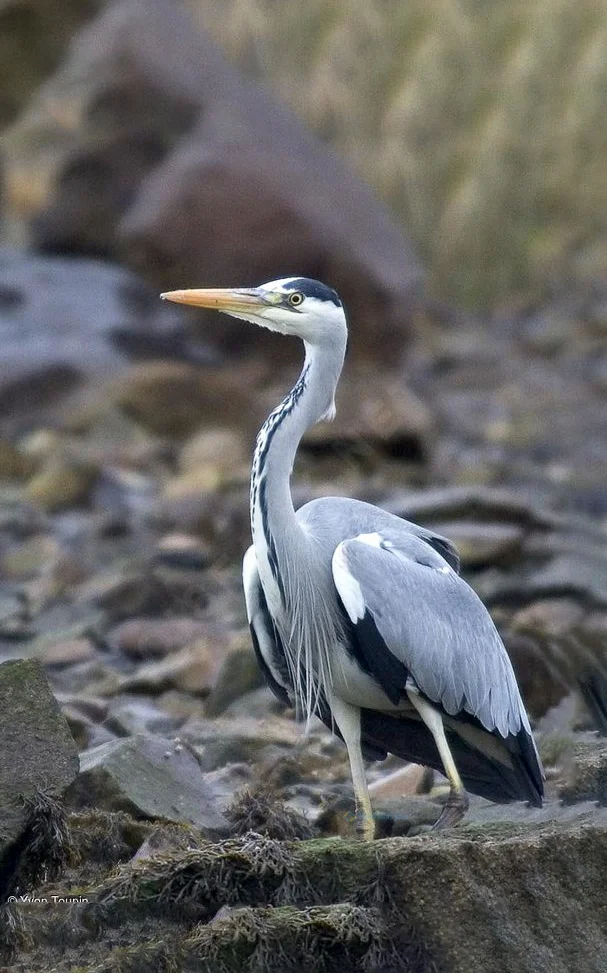 Hình nền con Cò cho điện thoại