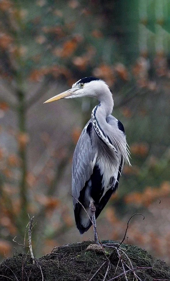 Hình nền con Cò cho điện thoại