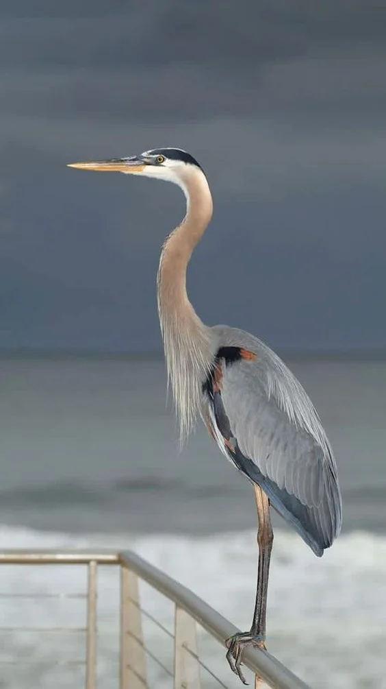 Hình nền con Cò cho điện thoại