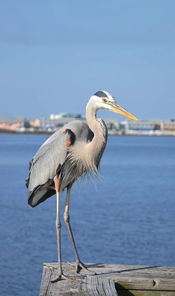 Hình nền con Cò cho điện thoại