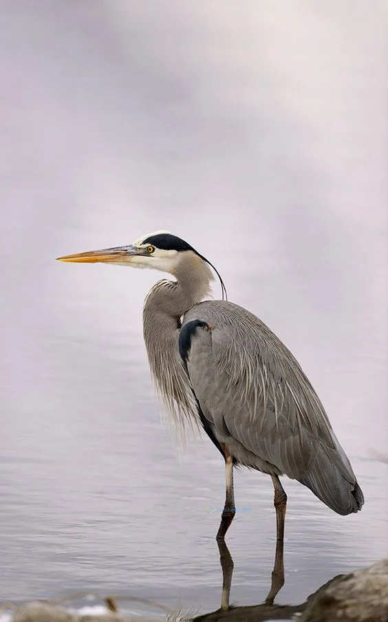 Hình nền con Cò cho điện thoại