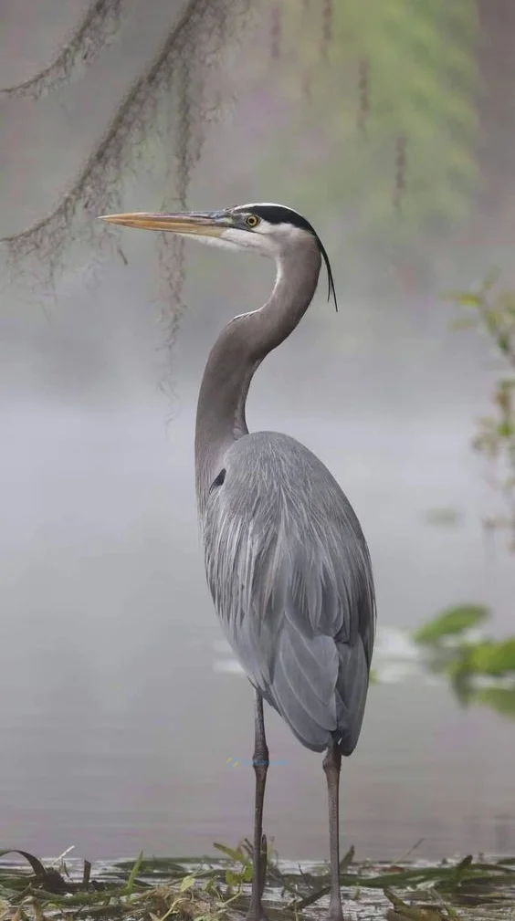 Hình nền con Cò cho điện thoại