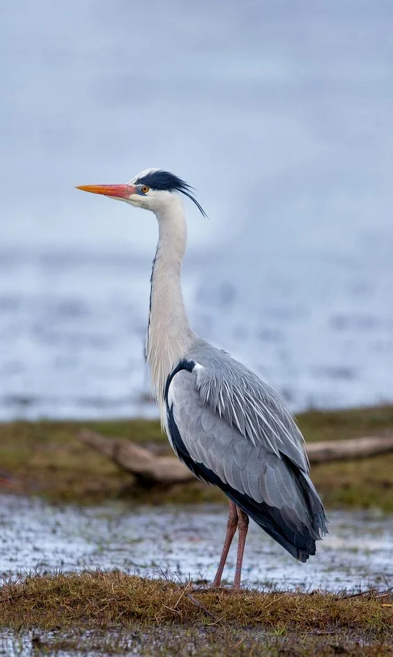 Hình nền con Cò cho điện thoại