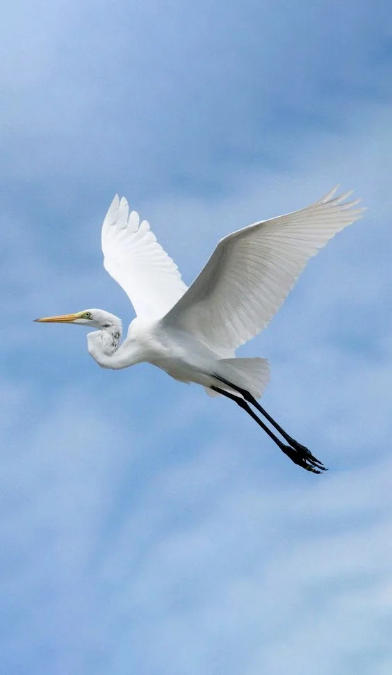 Hình nền con Cò đang bay cho điện thoại