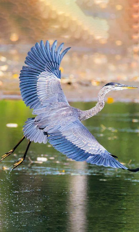 Hình nền con Cò đang bay cho điện thoại