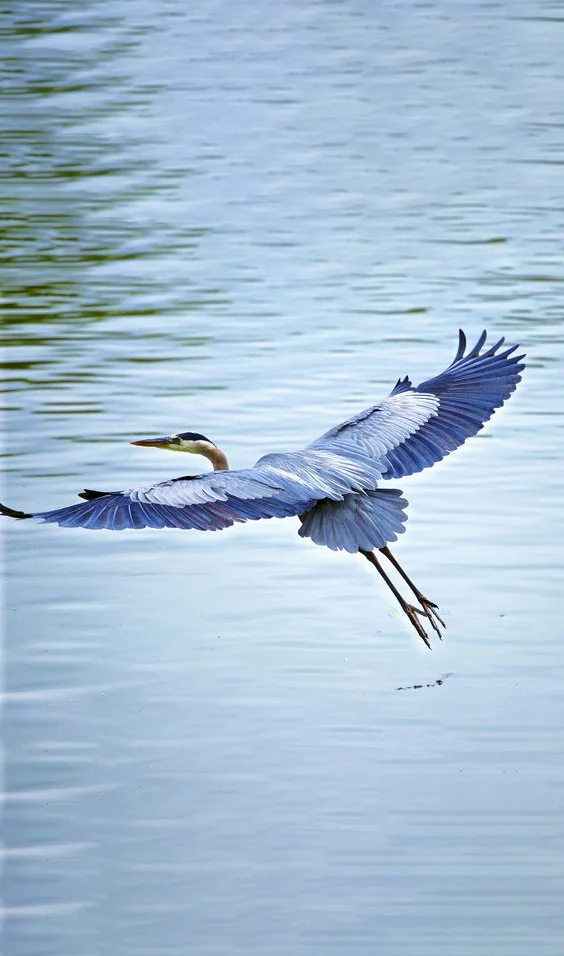 Hình nền con Cò đang bay cho điện thoại