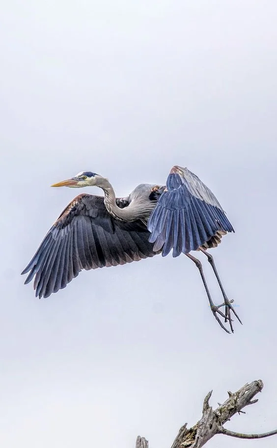 Hình nền con Cò đang bay cho điện thoại