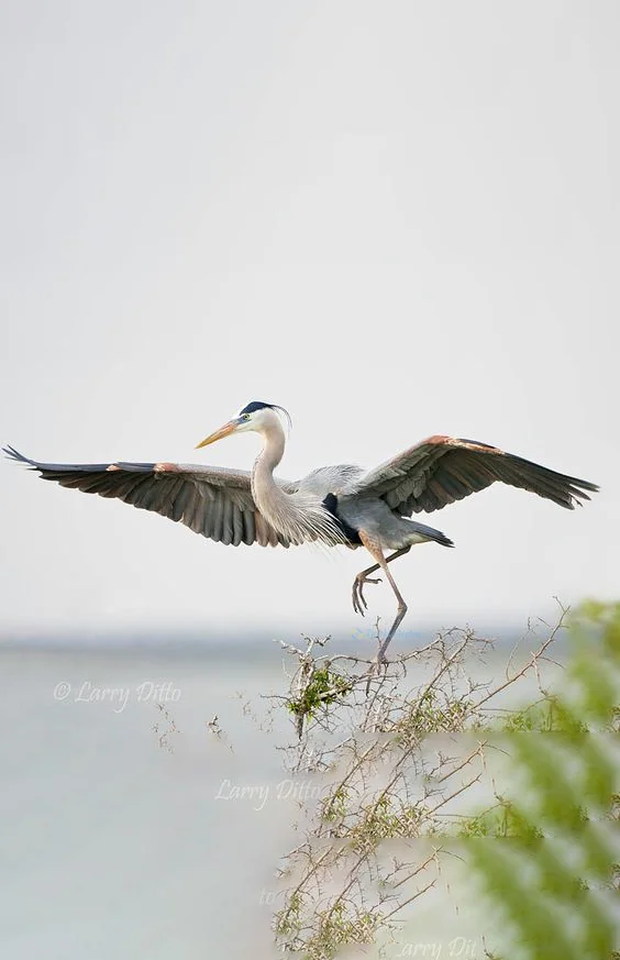 Hình nền con Cò đang bay cho điện thoại