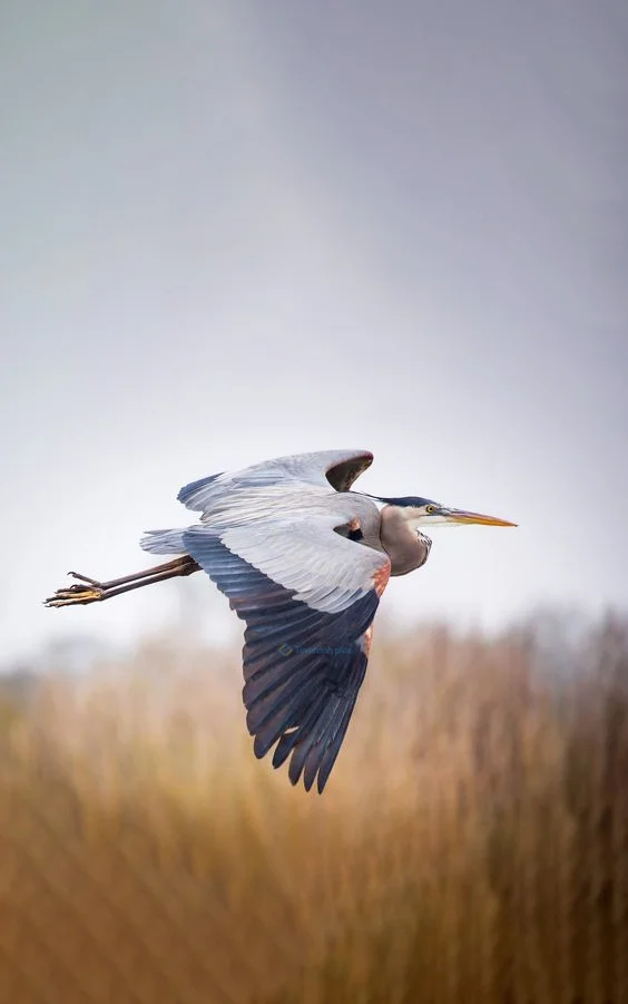 Hình nền con Cò đang bay cho điện thoại