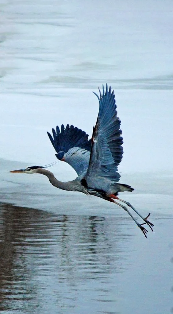 Hình nền con Cò đang bay cho điện thoại