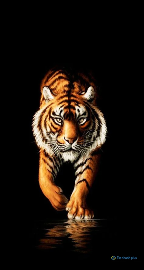 Hình nền con Cọp cho điện thoại