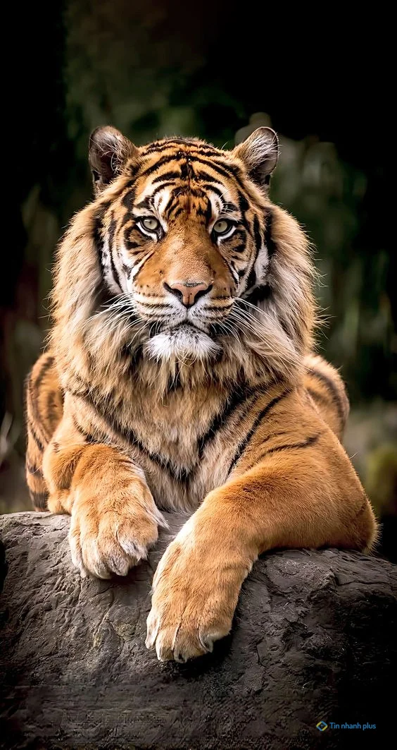 Hình nền con Cọp cho điện thoại