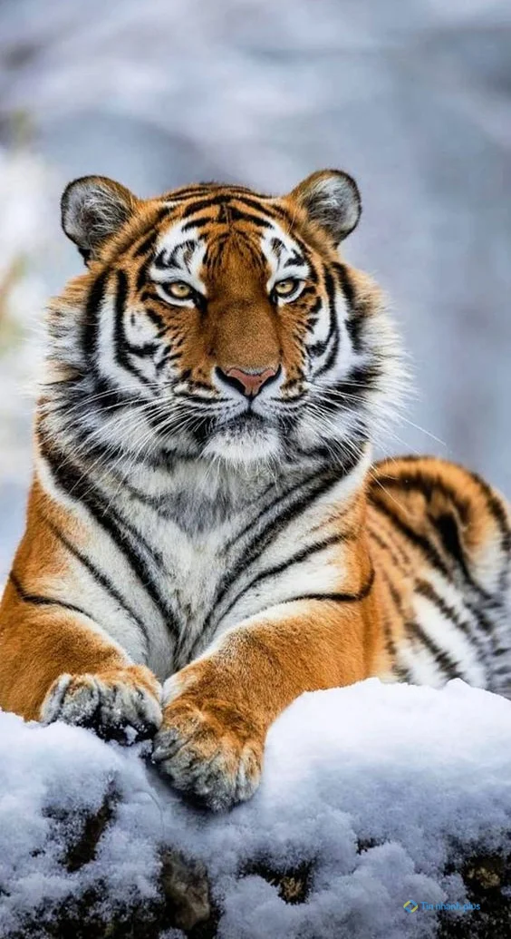 Hình nền con Cọp cho điện thoại