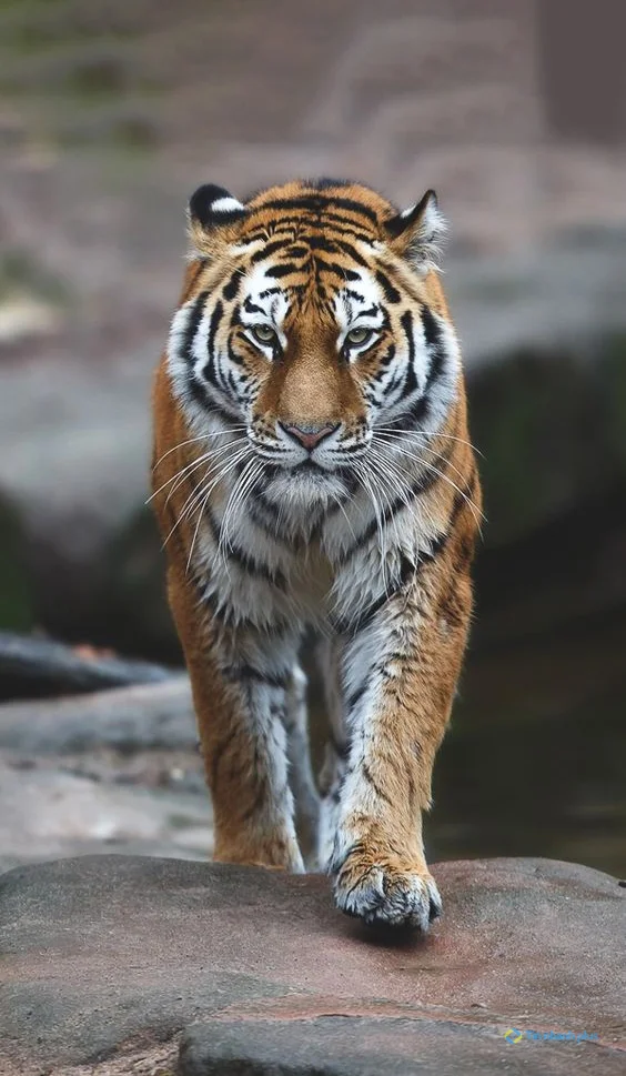 Hình nền con Cọp cho điện thoại