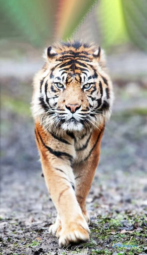 Hình nền con Cọp cho điện thoại