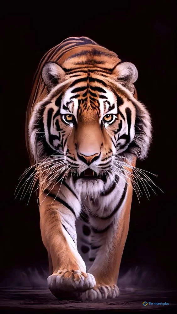 Hình nền con Cọp cho điện thoại