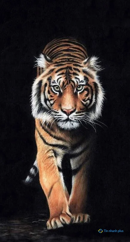 Hình nền con Cọp cho điện thoại