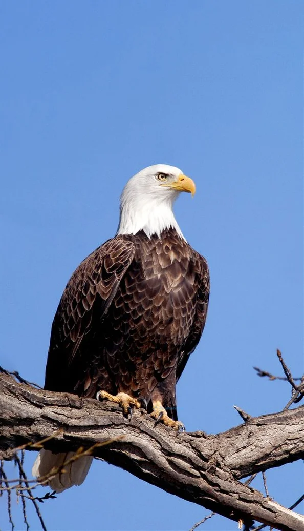 Hình nền con Đại Bàng đẹp cho điện thoại