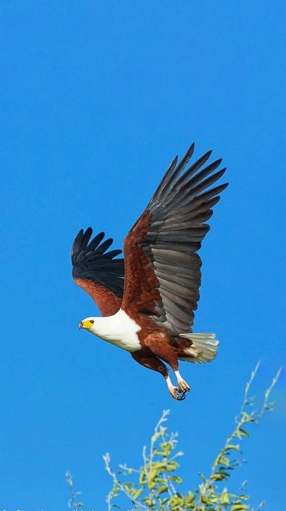 Hình nền con Đại Bàng đẹp cho điện thoại
