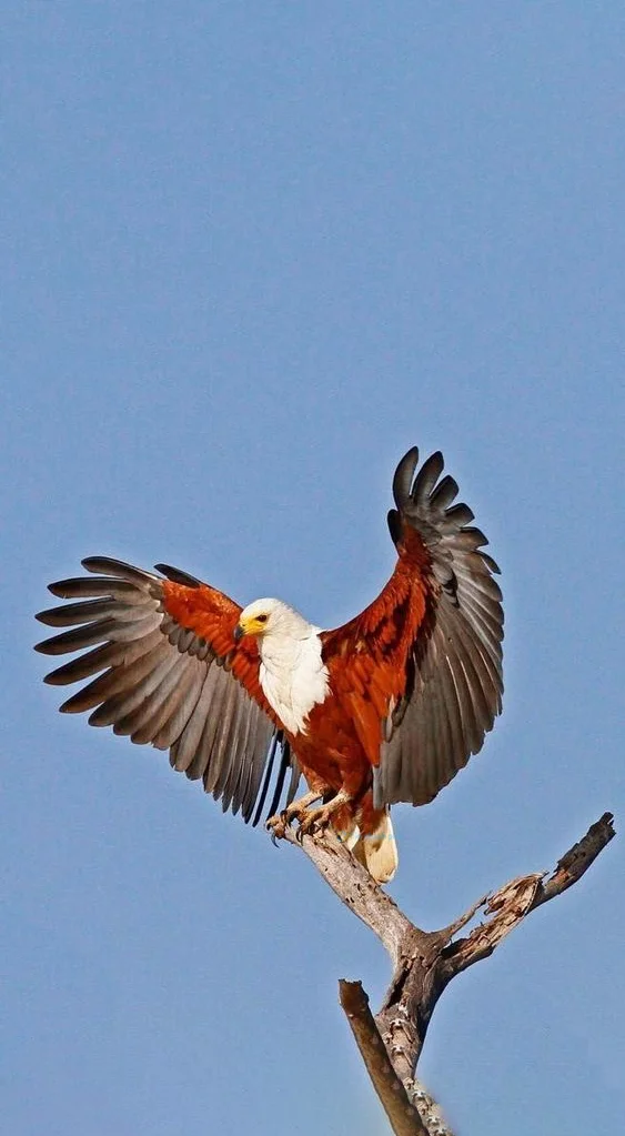 Hình nền con Đại Bàng đẹp cho điện thoại