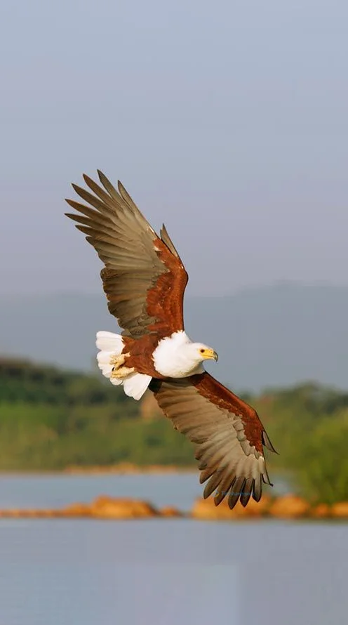 Hình nền con Đại Bàng đẹp cho điện thoại