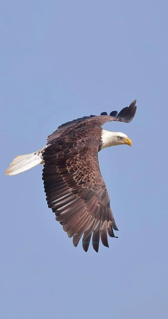 Hình nền con Đại Bàng đẹp cho điện thoại