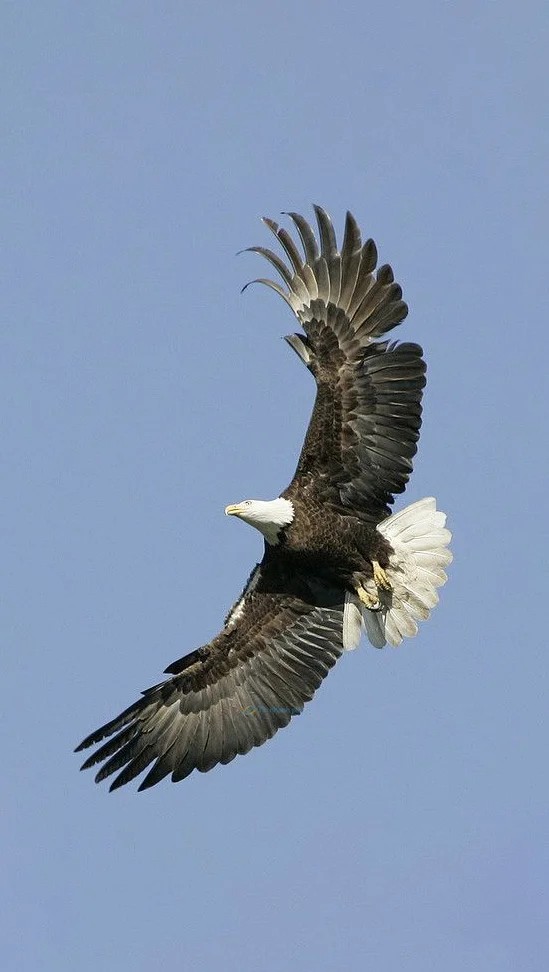 Hình nền con Đại Bàng đẹp cho điện thoại