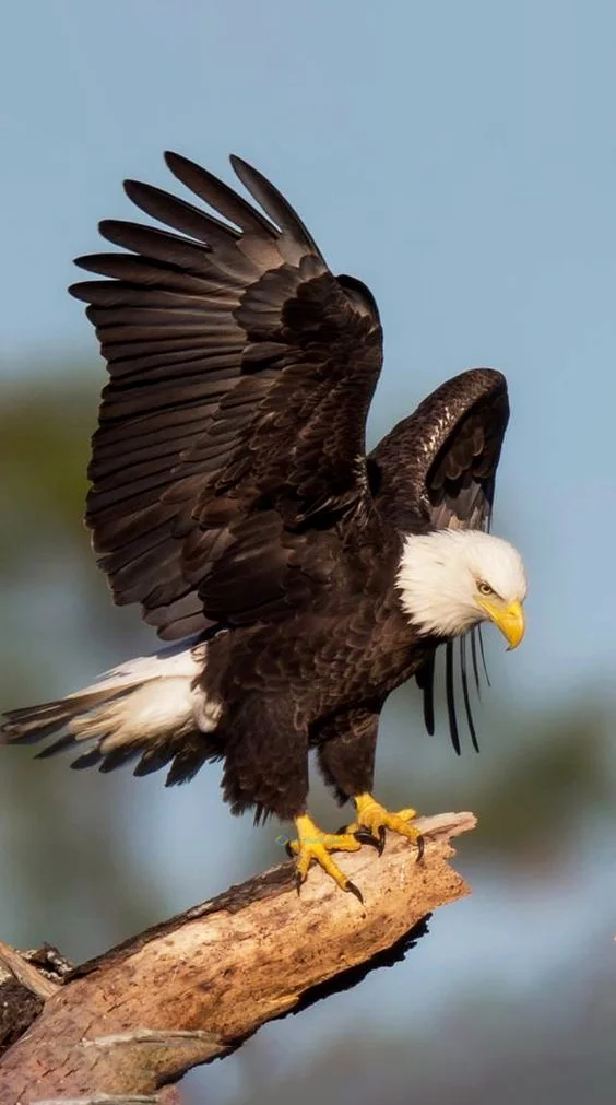 Hình nền con Đại Bàng đẹp cho điện thoại