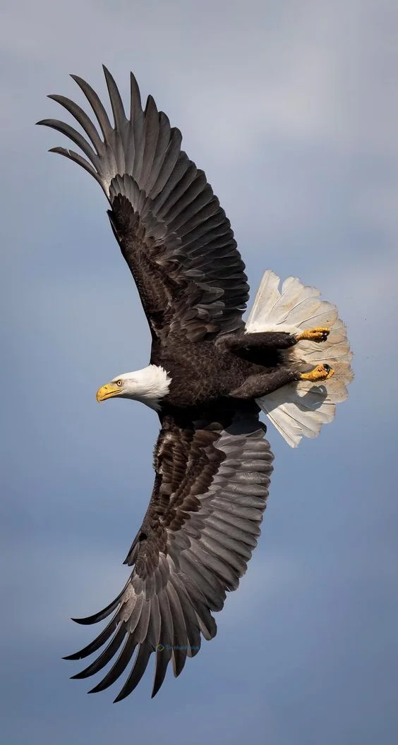 Hình nền con Đại Bàng đẹp cho điện thoại
