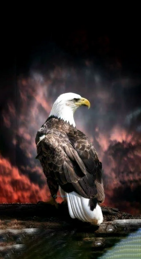 Hình nền con Đại Bàng đẹp cho điện thoại