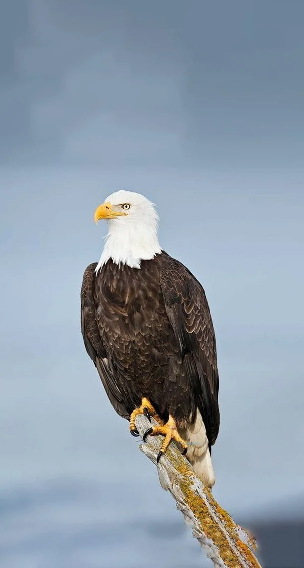 Hình nền con Đại Bàng đẹp cho điện thoại