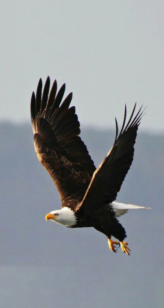 Hình nền con Đại Bàng đẹp cho điện thoại