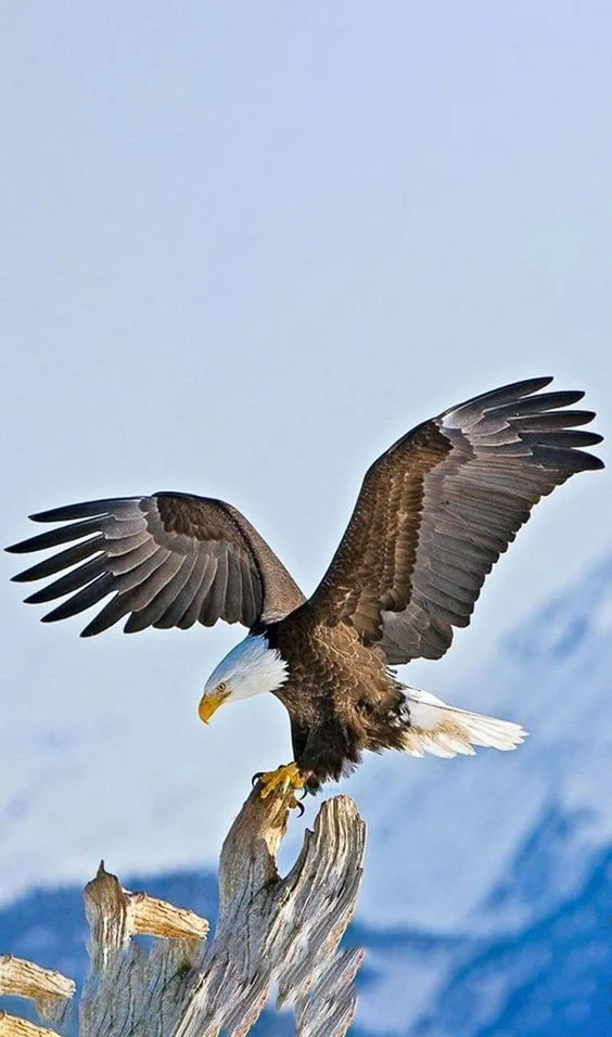 Hình nền con Đại Bàng đẹp cho điện thoại