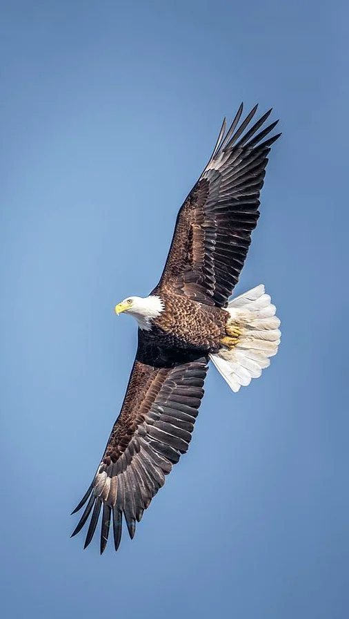 Hình nền con Đại Bàng đẹp cho điện thoại