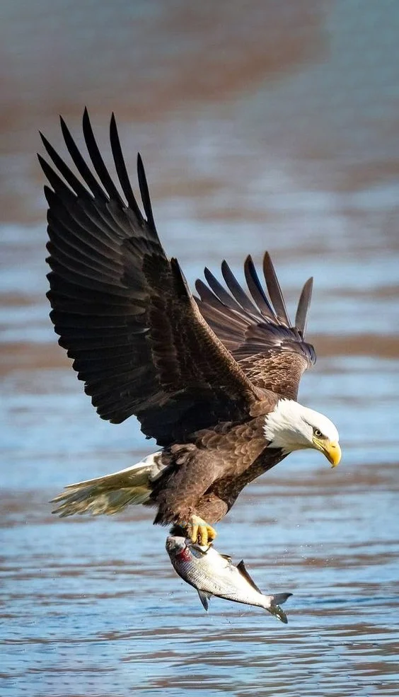 Hình nền con Đại Bàng đẹp cho điện thoại