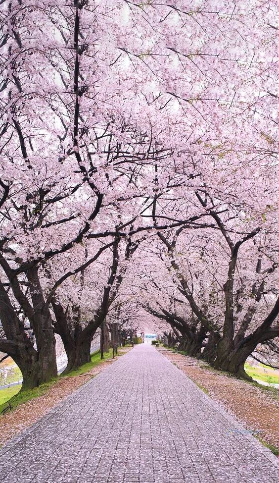 Hình nền con đường hoa cho điện thoại