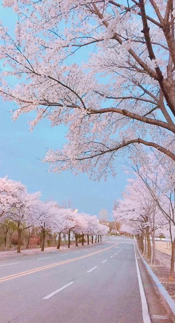 Hình nền con đường hoa cho điện thoại