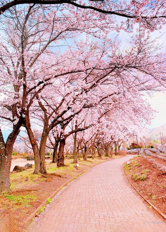 Hình nền con đường hoa cho điện thoại