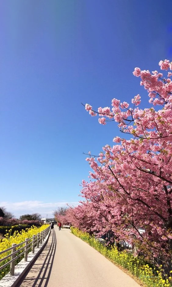 Hình nền con đường hoa cho điện thoại