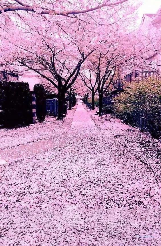 Hình nền con đường hoa cho điện thoại