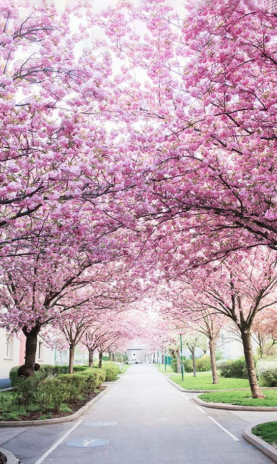 Hình nền con đường hoa cho điện thoại