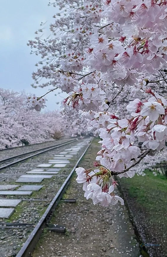 Hình nền con đường hoa cho điện thoại