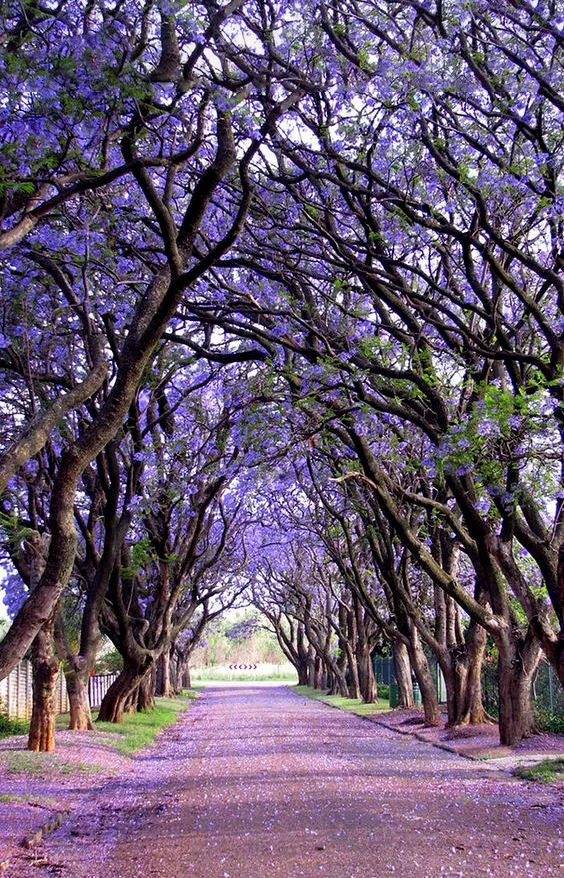 Hình nền con đường hoa cho điện thoại