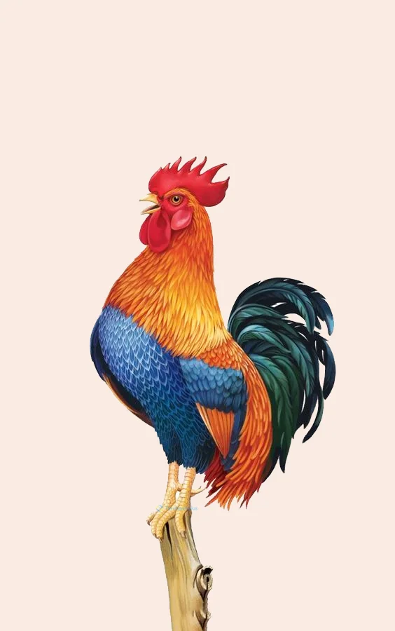 Hình nền con Gà cho điện thoại