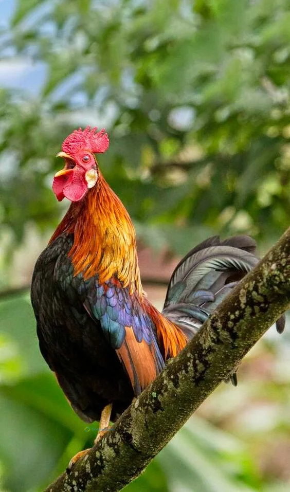 Hình nền con Gà cho điện thoại