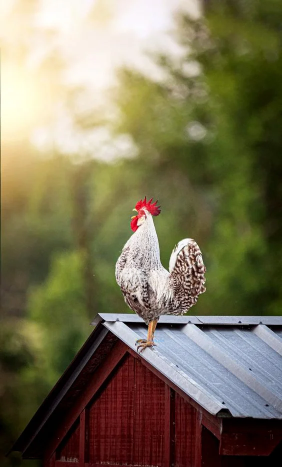 Hình nền con Gà cho điện thoại