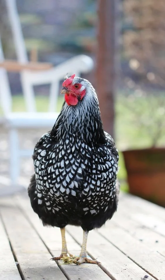 Hình nền con Gà cho điện thoại