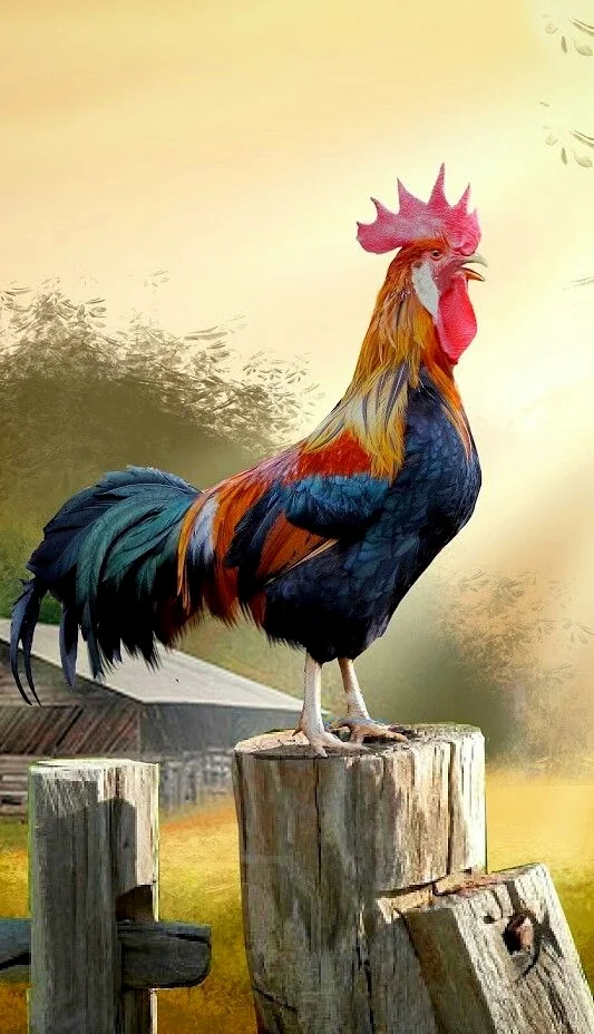 Hình nền con Gà cho điện thoại